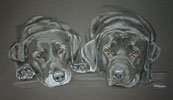 black labs - Teal and Scott