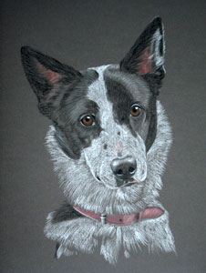 portrait of Pip - Border Collie