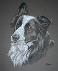 border collie portrait in pastel  - picture of Ben