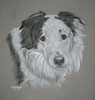 borser collie portrait Ben