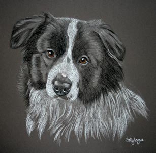 border collie pup - portrait of Buddy