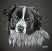 border collie pup = portrait of Buddy