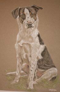full body portrait of border collie  in pastel - Bobby by Sally Logue