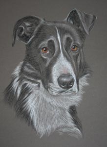 Border Collie portrait - Jack