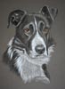 border collie portrait of jack