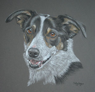 pastel portrait of Jay - tri-colour border collie