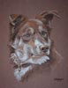 border collie portrait - Jess