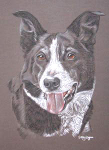 pastel portrait of border collie - Lizzie