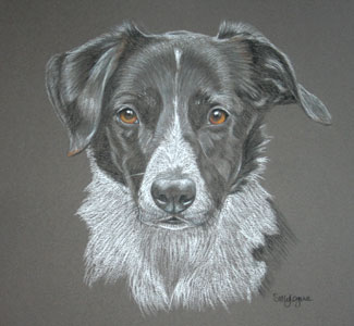 pastel portrait of border collie - splodge