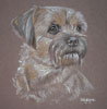 border terrier portrait - Barney