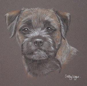 border terrier - Bunty