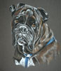 pastel portrait of boxer dog 