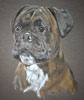 boxer dog - george