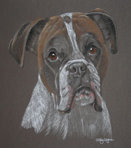 portrait of Zak - boxer dog - by Sally Logue