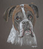 Zak - boxer dog portrait