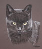 black cat in pastel - Sambo