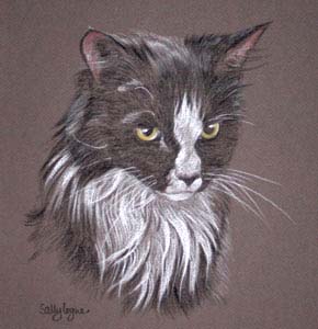 portrait of black and white cat - Edmund