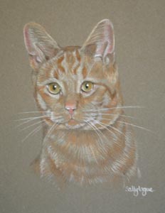 portait of ginger cat -Lloyd