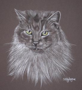 Long Haired Grey Cat portrait - Sherry