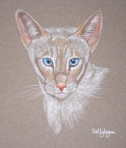 siamese cat - Mojo