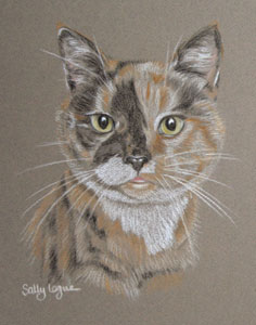 pastel portrait of Tortoise shell cat - Tizzy