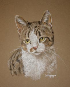 tabby and white cat - portrait of Wee Yin