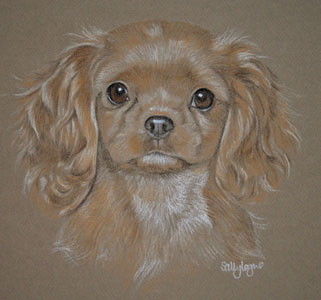 pastel portrait od cavalier king charles spaniel - Lady