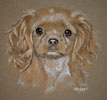 cavalier king charles pup - Lady