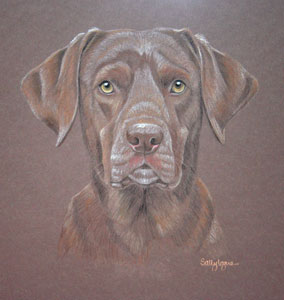 pastel portrait of chocolate lab - Bosley