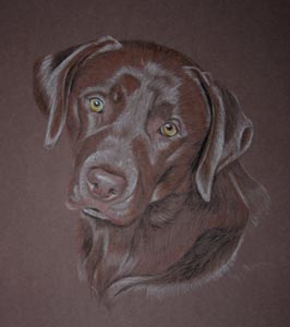 chocolate labrador portrait of Charlie Brown