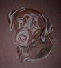 portrait of Charlie Brown - chocolate labrador