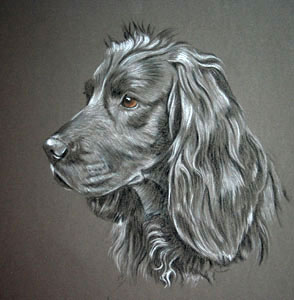 pastel portrait of black working cocker spaniel - Emma