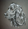 working scocker spaniel portrait - Emma