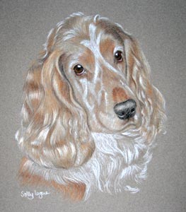 portrait of Scally, cocker spaniel