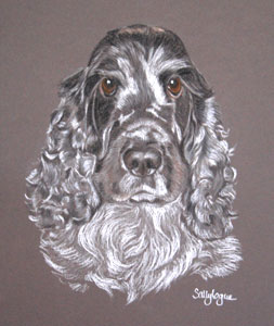 Pastel portrait of blue roan cocker spaniel 'Skye'