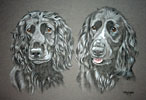 cocker spaniels - willow and bracken