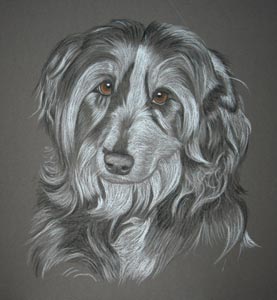 bearded collie / border collie cross - portrait of Ben