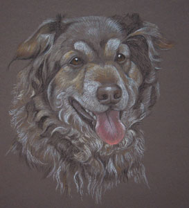 pastel portrait of curly collie - Jessie
