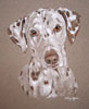 pastel portrait of dalmation - Jasmine
