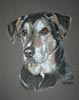 doberman cross portrait - Millie