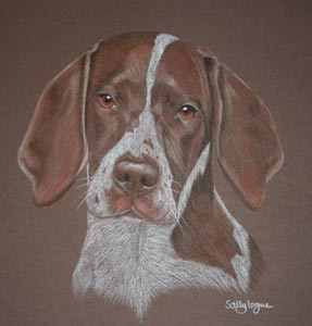 english setter portrait - Fred