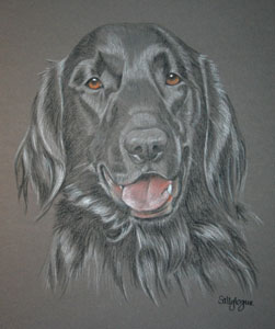 Pastel Portrait of flat Coat Retriever - Jet