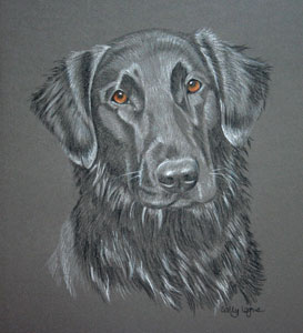 pastel portrait of Jildi - flat coat retriever