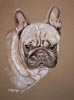 french bulldog portrait - Kimchi
