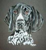 german short haired pointer 