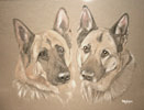 german shepherd dogs - Jed and Sancha