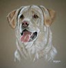 dog portrait - yellow labrador  - Jake
