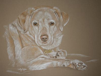 dog portrait - golden Labrador - Bess