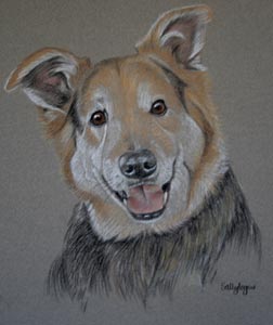 german shepherd cross - Baxter