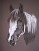portrait of piebald pony - Bob